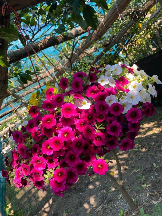 Apartamento Il Limoneto Di Teresa Amalfi Coast Maiori Exterior foto